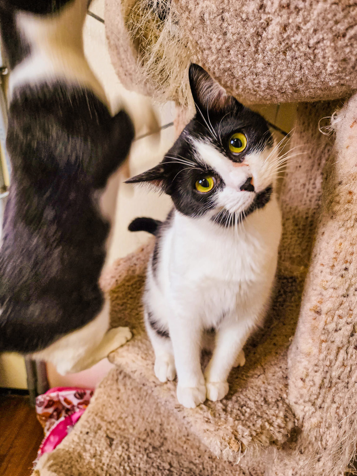 Adoptions Humane Society of the Ochocos